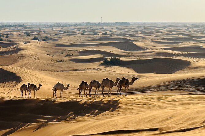 Dubai Morning Evening Desert Safari,Sand boarding and Camel ride - How Long the Morning Actually Feels