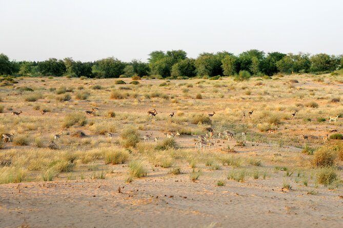 Dubai: Morning Heritage Safari by Vintage G Class & Al Marmoom Oasis - Who should book this morning safari?