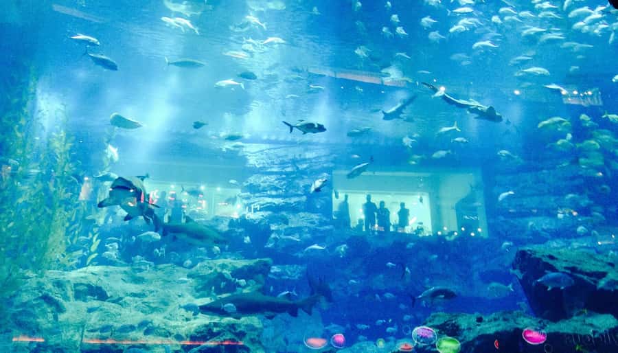 Dubai: Premium Half-Day Dubai Highlights Tour small group - Five useful things to know before booking