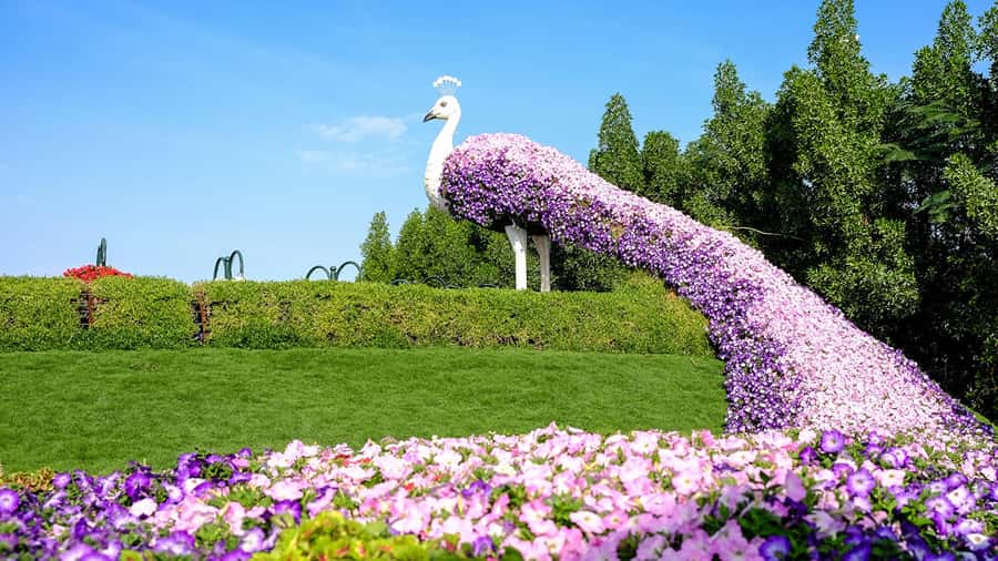 Dubai: Private Dubai Flora and Fauna Trip - Why this pairing works in Dubai