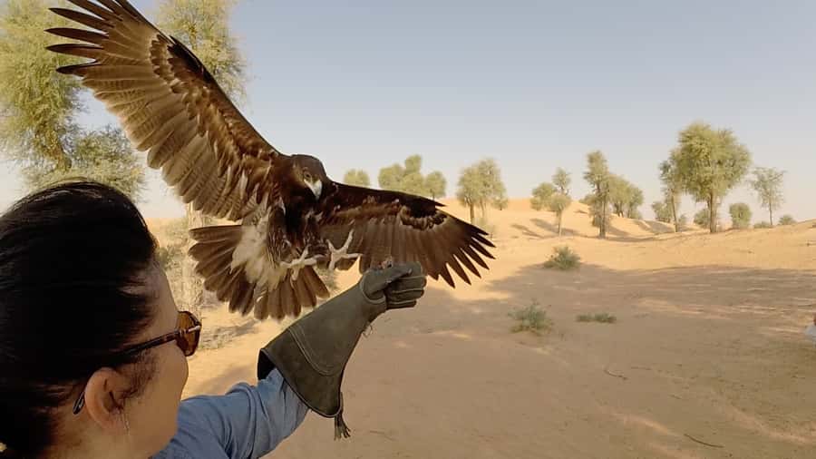 Dubai: Private Falconry Safari - Arabic coffee, dates, and the Emirati Falcon Hunting Camp