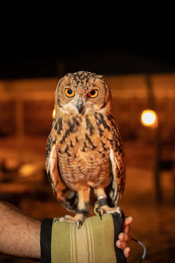 Dubai: Private Night Safari & Astronomy with 3-Course Dinner - Who Should Book This Night Safari?