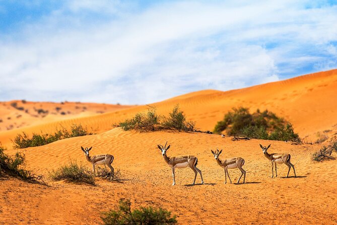 Dubai Private Sunset Desert Drive with Wildlife Experience - Key points before you book