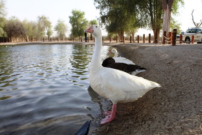 Dubai Private Sunset Desert Drive with Wildlife Experience - Leaving Dubai in a private 4x4
