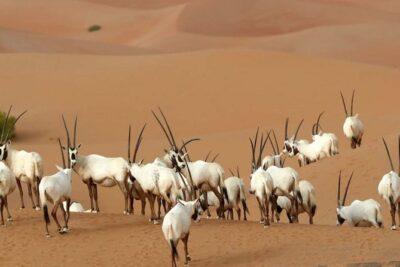 Dubai Private Sunset Desert Drive with Wildlife Experience