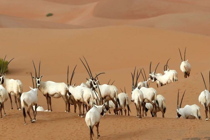 Dubai Private Sunset Desert Drive with Wildlife Experience - A short burst of dune bashing