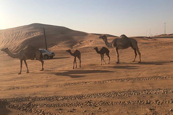 Dubai Red Dunes Desert Safari : Sandboarding, BBQ & Live Shows - Pickup from Dubai and the ride toward the desert