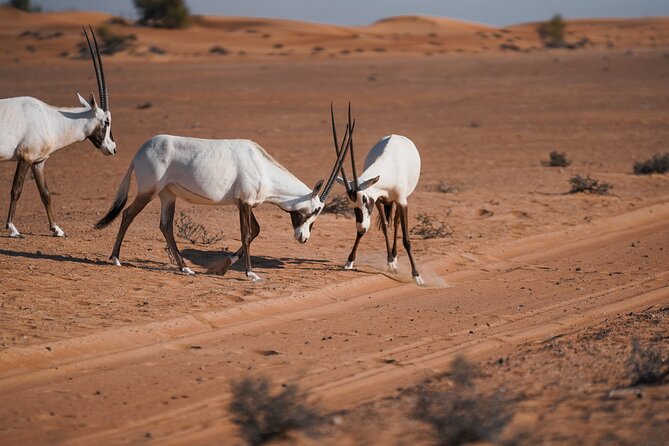 Dubai Red Dunes Safari: Dune Bashing, Camel Ride & Breakfast - Why the morning departure works so well