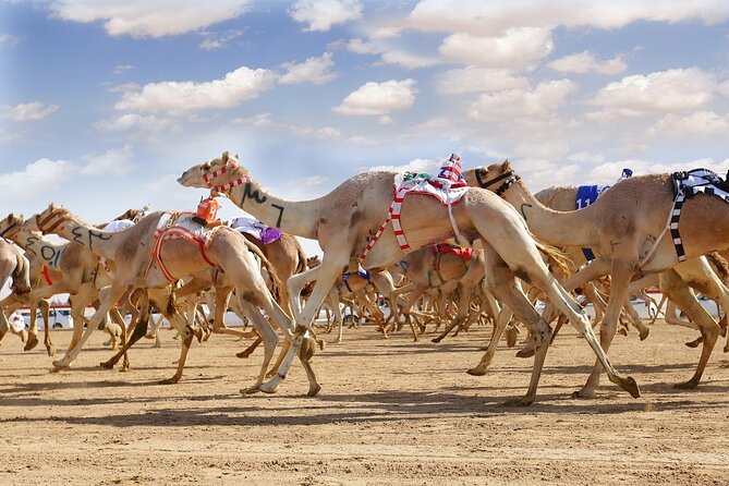 Dubai Royal Camel Race with Prime Seats & Short Camel Ride - At a glance: the details that matter