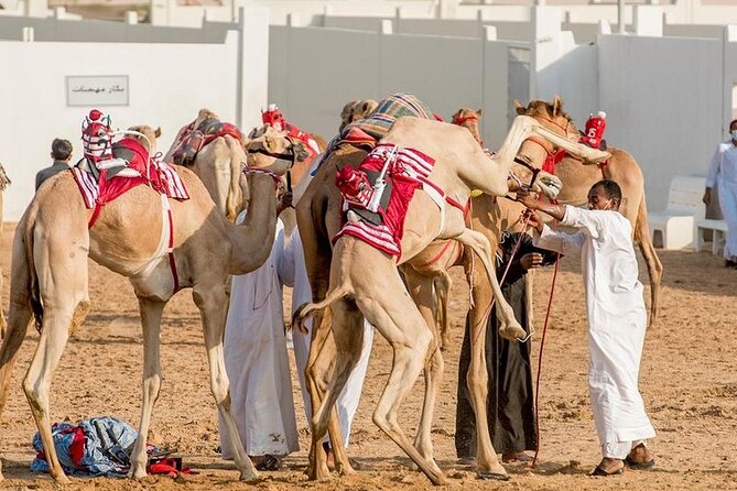 Dubai Royal Camel Race with Prime Seats & Short Camel Ride - Meeting the camels and seeing the farm