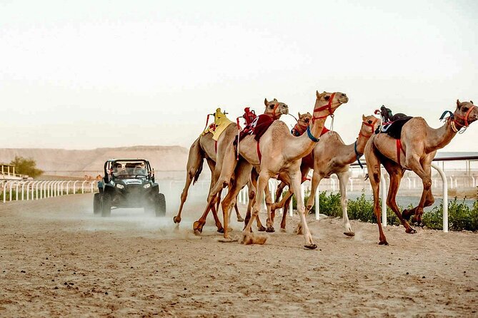 Dubai Royal Camel Race with Prime Seats & Short Camel Ride - The five-minute camel ride