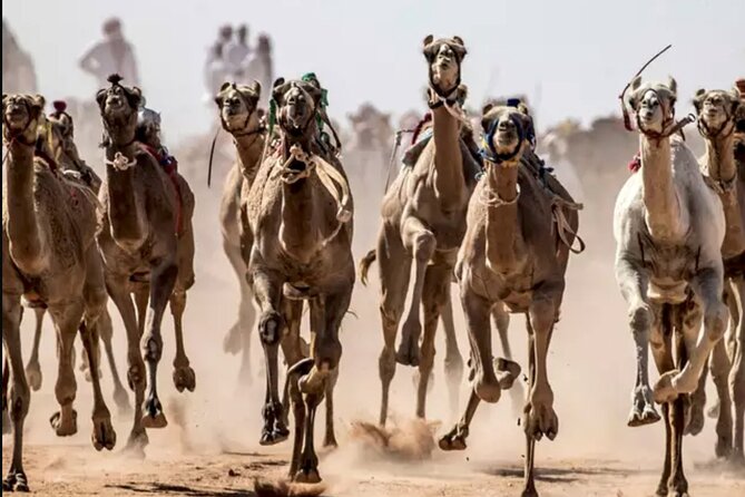 Dubai Royal Camel Race with Prime Seats & Short Camel Ride - Camel milk, ice cream, and camel meat