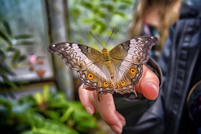 Dubai: Skip-The-Line Ticket to Butterfly Garden - A cool retreat beside Dubai Miracle Garden