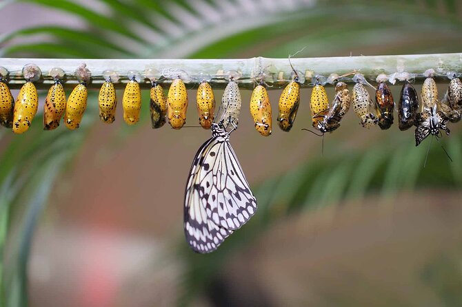Dubai: Skip-The-Line Ticket to Butterfly Garden - A good choice for children, with a few limits