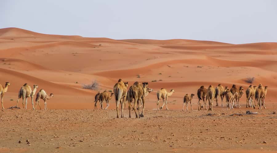 Dubai Sunrise Desert Camel Trek with Breakfast - Why a 4 AM start can be worth it
