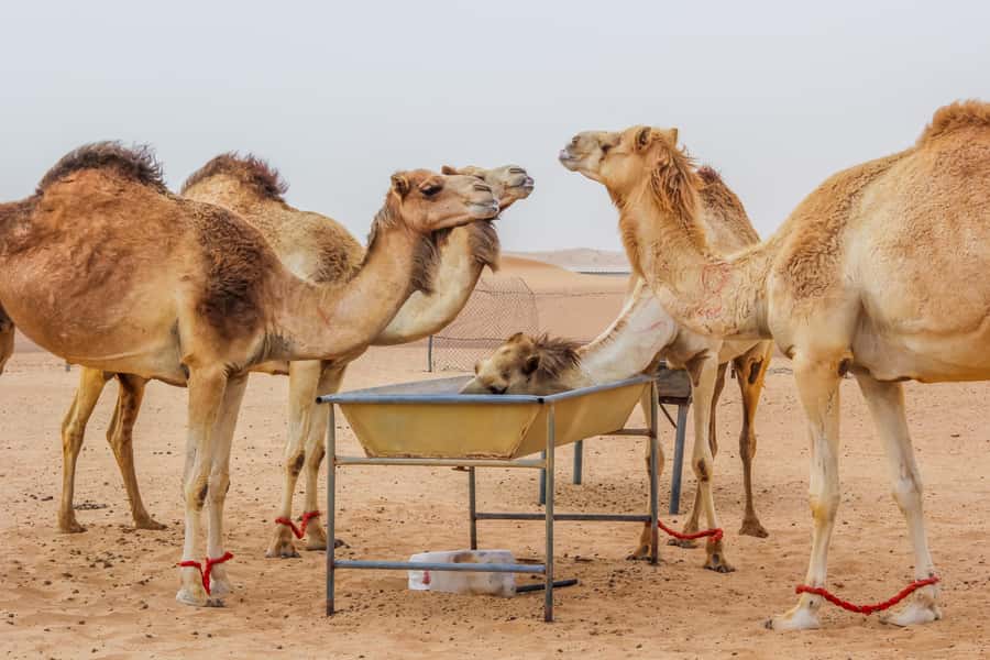 Dubai Sunrise Desert Camel Trek with Breakfast - Waiting for the sun over the red dunes