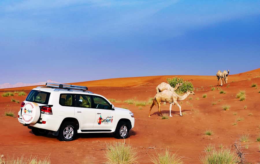 Dubai Sunrise Desert Camel Trek with Breakfast - What the $142 price buys you