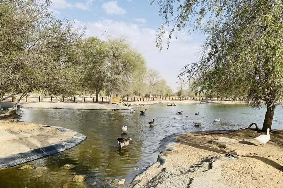 Dubai: Sunrise Desert Jeep Safari with Wildlife Experience - Arabian oryx and the conservation reserve