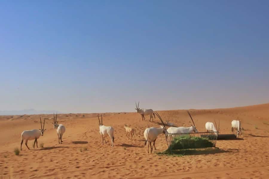 Dubai: Sunrise Desert Jeep Safari with Wildlife Experience - Guide quality can shape the whole morning