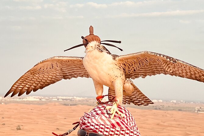 Dubai Sunrise Desert Safari Red Dune Camel Falcon & Sandboarding - Camel riding and a close look at falconry