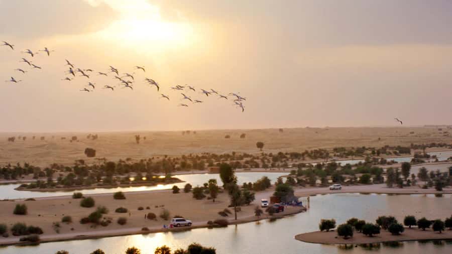 Dubai: Sunrise Hot Air Balloon Tour with E-Certificate - Who will enjoy this balloon ride most?