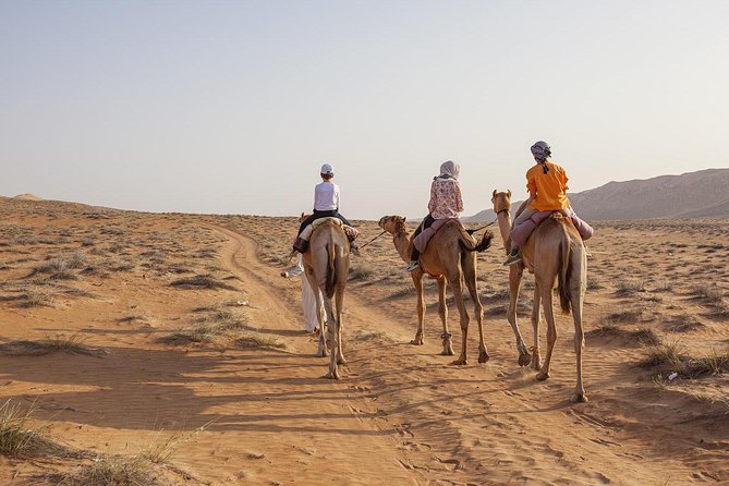 Dubai Sunset Camel Trekking with Shows & BBQ Dinner - How the $99 price holds up