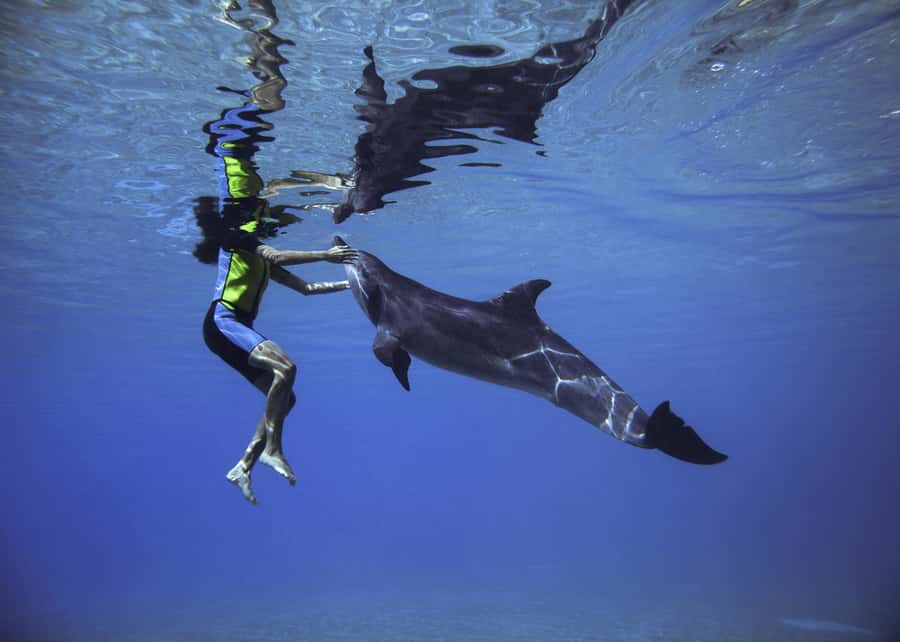 Dubai: Swim with Dolphins at Atlantis Waterpark - Meeting the dolphins in three-meter water