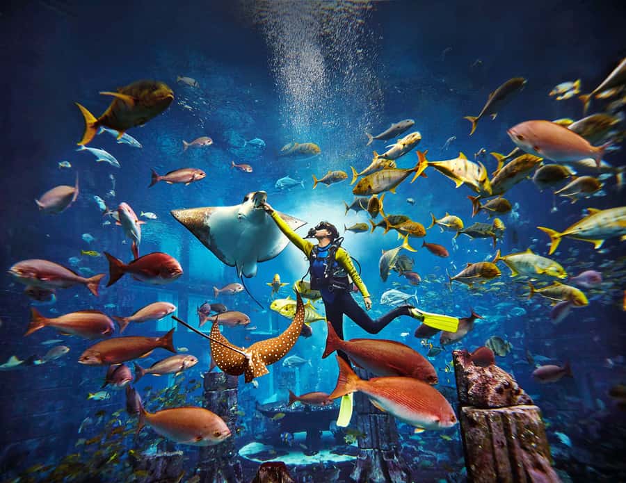 Dubai: The Lost Chambers Aquarium Atlantis Diving Experience - Arriving at The Lost Chambers Aquarium