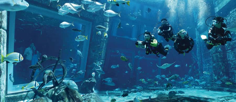 Dubai: The Lost Chambers Aquarium Atlantis Diving Experience - The Safety Briefing and Preparation