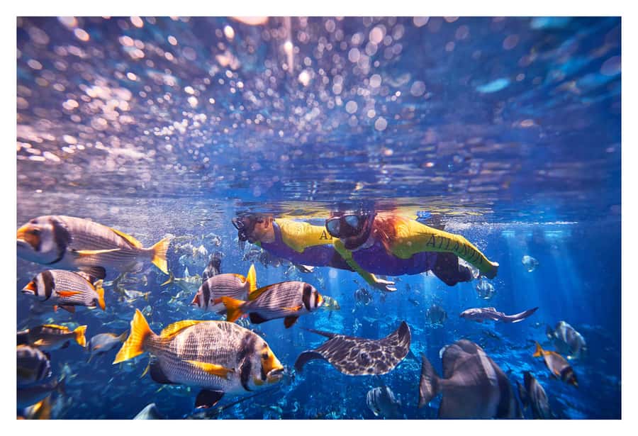 Dubai: The Lost Chambers Aquarium Snorkeling Experience - Key points to know before booking