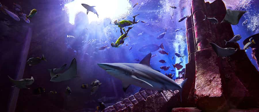 Dubai: The Lost Chambers Aquarium Snorkeling Experience - Entering Atlantis The Palm for a different kind of aquarium visit
