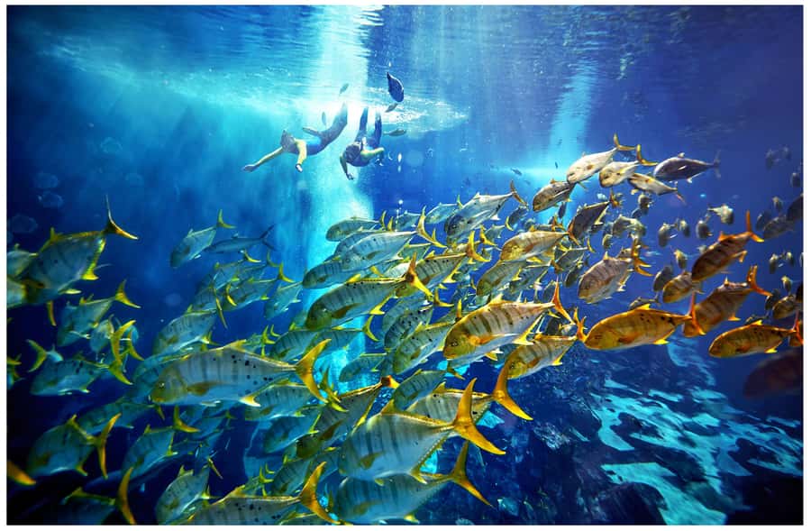 Dubai: The Lost Chambers Aquarium Snorkeling Experience - Getting suited up with the included equipment