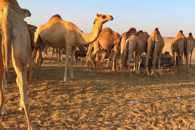Evening Desert Safari Abu Dhabi with Hot BBQ Dinner - Camel riding, sandboarding, and the camel farm