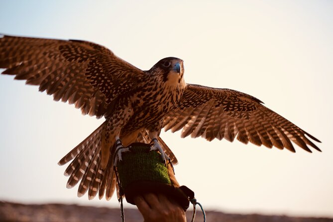 Evening Desert Safari Abu Dhabi with Hot BBQ Dinner - Hot BBQ dinner under the stars