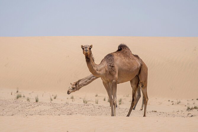Evening Red Dunes Desert Safari In Dubai - Oasis Palm camp and the evening shows