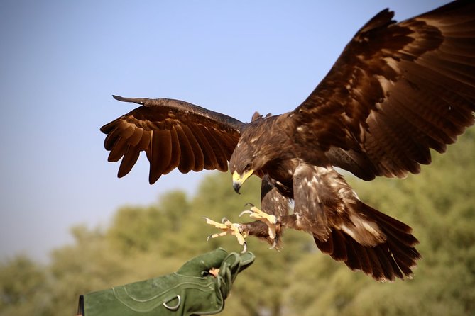 Falcon 1—Private Dubai Falconry Safari - Is $274 per person good value?