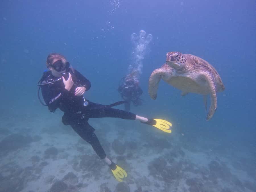 From Dubai: 2 Dives for Certified Divers with BBQ & Transfer - Key points at a glance