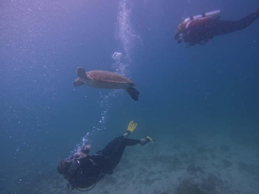 From Dubai: 2 Dives for Certified Divers with BBQ & Transfer - The early ride from Dubai to Fujairah