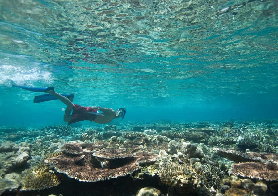 From Dubai: Discovery Scuba Diving & Snorkeling In Fujairah - Key points to know before booking