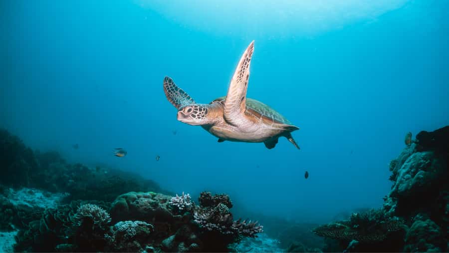 From Dubai: Discovery Scuba Diving & Snorkeling In Fujairah - A beginner-friendly try dive to 10 meters