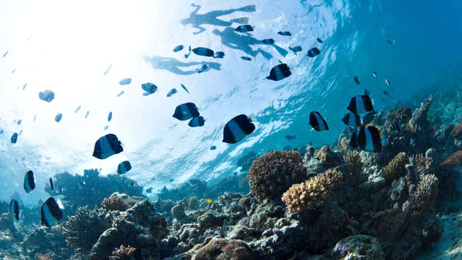 From Dubai: Discovery Scuba Diving & Snorkeling In Fujairah - Learning the basics before entering the water