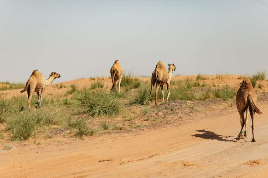 From Dubai: Fujairah East Coast Tour - Fujairah Museum and the story of local life