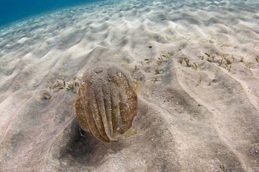 From Dubai: Fujairah Half-Day Scuba Dive and Snorkeling - Snorkeling adds value for every skill level