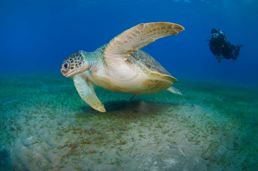 From Dubai: Fujairah Half-Day Scuba Dive and Snorkeling - Certified participants receive a different schedule