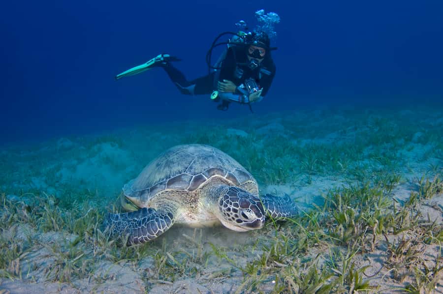 From Dubai: Fujairah Half-Day Scuba Dive and Snorkeling - Cost and what your $157 covers