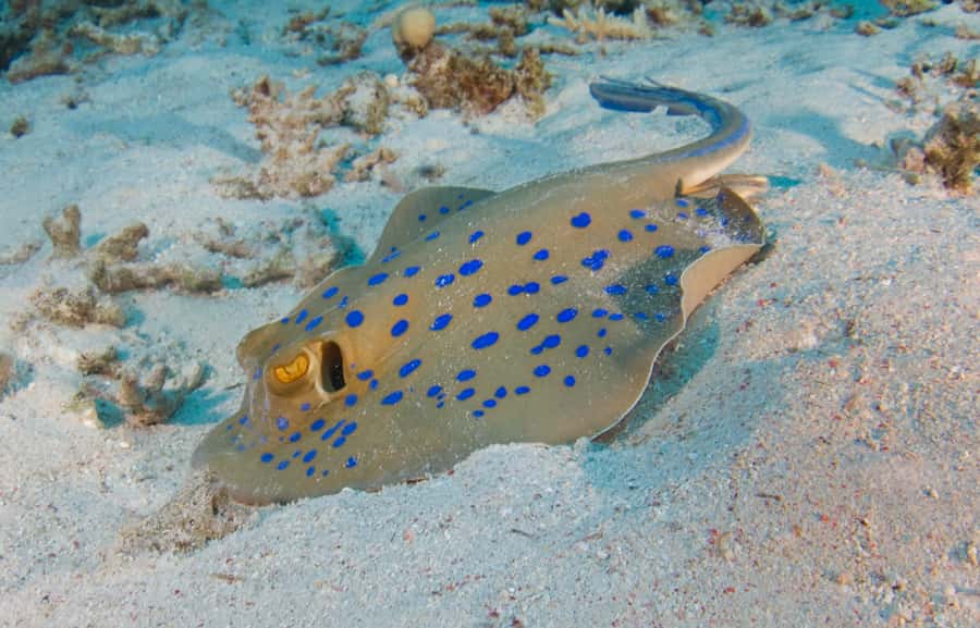 From Dubai: Fujairah Half-Day Scuba Dive and Snorkeling - Getting equipped at the Fujairah center