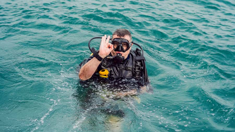 From Dubai: Fujairah Scuba Dive and Snorkeling - What you might see beneath the surface