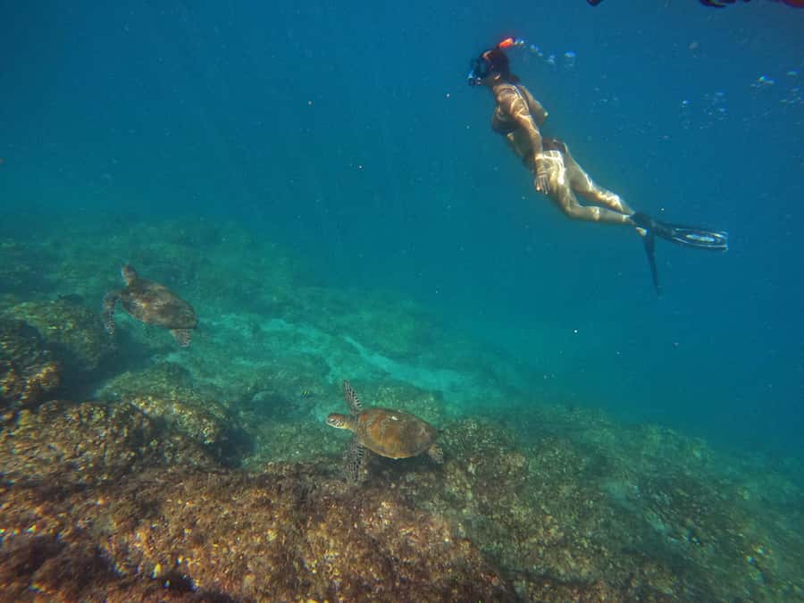 From Dubai: Fujairah Snorkeling with Turtles, Transfer & BBQ - The day at a glance