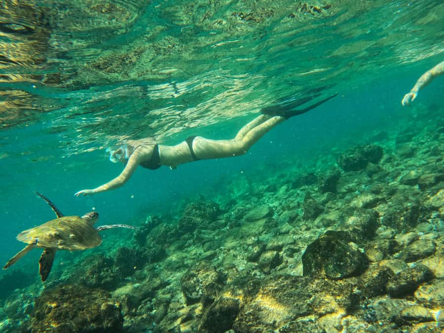From Dubai: Fujairah Snorkeling with Turtles, Transfer & BBQ - Snoopy Island: an easy introduction to Fujairah’s sea life