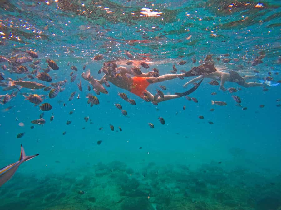 From Dubai: Fujairah Snorkeling with Turtles, Transfer & BBQ - The boat and the practical comforts